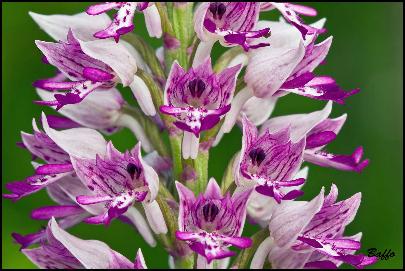 Orchis militaris